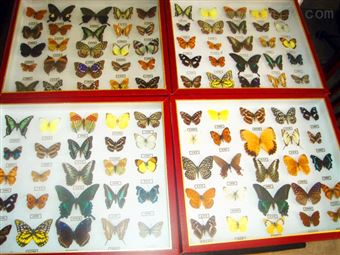 By-bbx标本缝合线、植物标本针线包