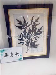 By-zbk植物标本框、标本盒北京