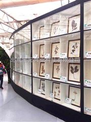 By昆虫白胶、标本修复胶