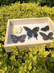 By-zw3025松木植物标本盒宝元兴业By